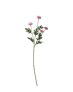 شاخه گل داوودی