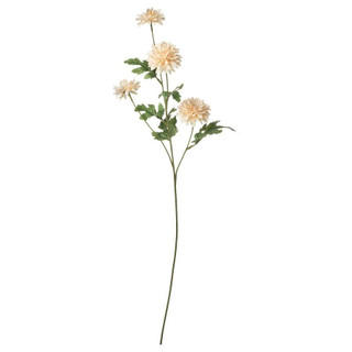 شاخه گل داوودی