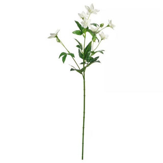 شاخه گل جدید لیسیانتوس